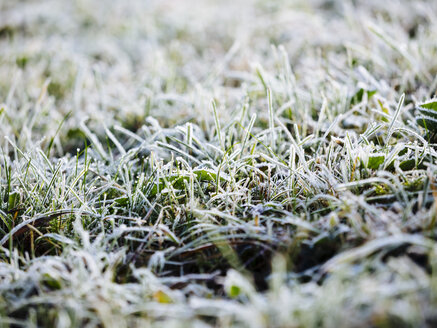 Deutschland, gefrorenes Gras im Winter - KRPF001184