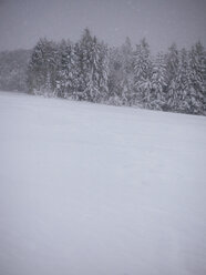 Germany, Black Forest, winter landscape, snowstorm - KRP001186