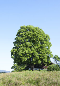 Österreich, Salzkammergut, Mondsee, Linde am Bauernhaus - WWF003405