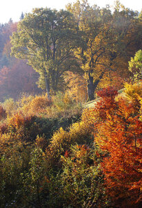 Österreich, Salzkammergut, Mondsee, Eichen im Herbst - WWF003408