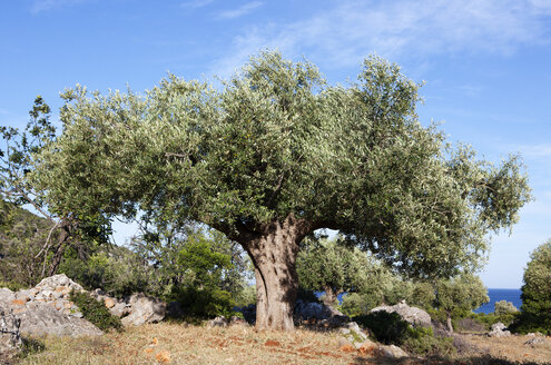Griechenland, Limenas Geraka, Olivenbaum - WWF003478