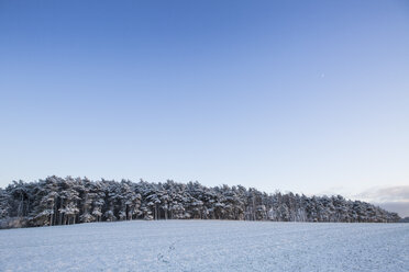 Deutschland, Brandenburg, Feldlandschaft mit erstem Schnee bedeckt - ASCF000021