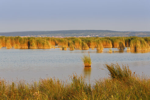 Österreich, Burgenland, Schilfgürtel im Nationalpark Neusiedler See-Seewinkel - SIEF006421