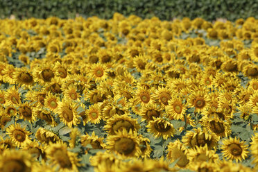 Austria, Burgenland, Seewinkel, sunflower field - SIEF006423