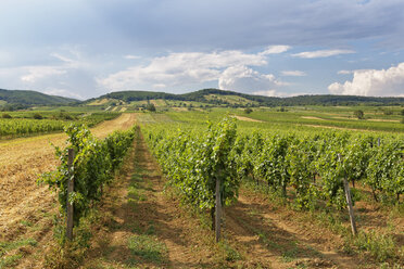 Österreich, Burgenland, Purbach am Neusiedler See, Weinberg - SIEF006429