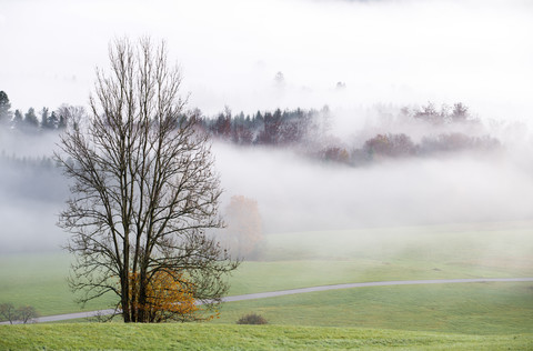 Österreich, Mondsee, Herbstwald im Morgennebel, lizenzfreies Stockfoto