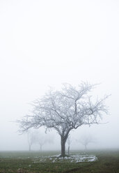 Austria, Mondsee, frost-covered fruit tree - WWF003454