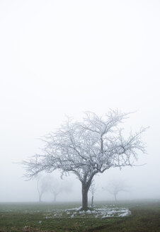 Österreich, Mondsee, frostbedeckter Obstbaum - WWF003454