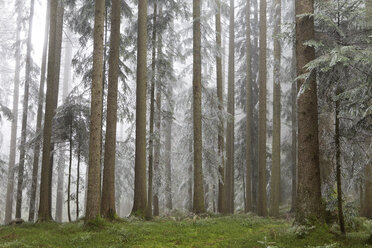 Austria, Mondsee, frost-covered conifers - WWF003455