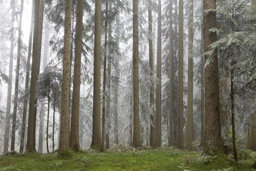 Österreich, Mondsee, frostbedeckte Nadelbäume - WWF003455