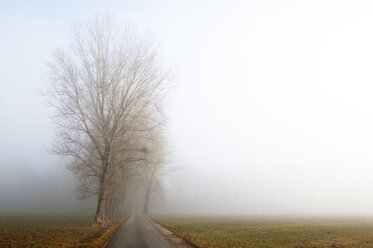 Austria, Mondsee, empty avenue in morning mist - WWF003457