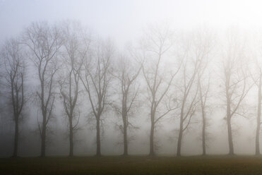 Austria, Mondsee, row of bare trees in morning mist - WWF003458
