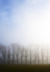 Austria, Mondsee, row of bare trees in morning mist - WWF003544