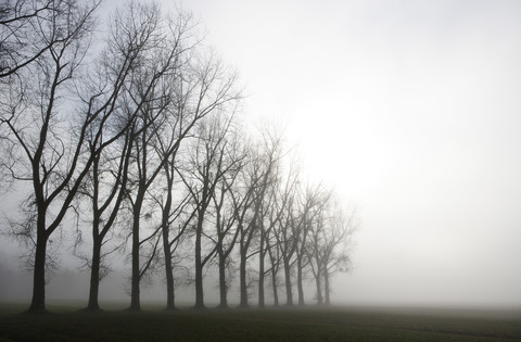 Österreich, Mondsee, Reihe kahler Bäume im Morgennebel, lizenzfreies Stockfoto