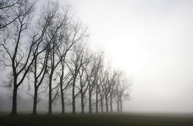 Austria, Mondsee, row of bare trees in morning mist - WWF003459