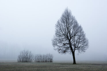 Austria, Mondsee, bare tree in morning mist - WWF003460