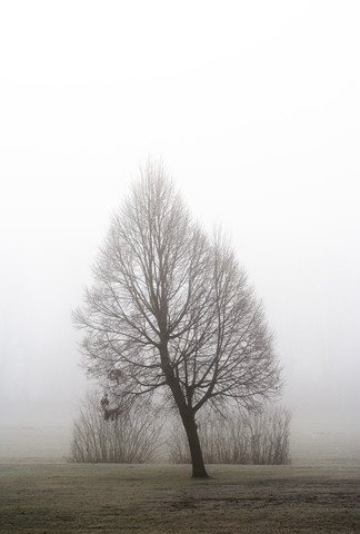 Österreich, Mondsee, kahler Baum im Morgennebel, lizenzfreies Stockfoto