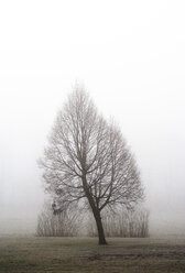 Österreich, Mondsee, kahler Baum im Morgennebel - WWF003545