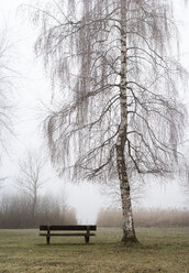 Austria, Mondsee, park bench and bare birch tree in morning mist - WWF003547