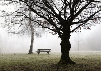 Austria, Mondsee, park bench and bare birch tree in morning mist - WWF003548