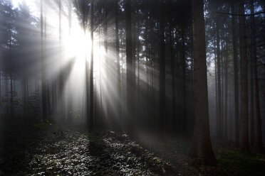 Austria, Mondsee, trees at backlight - WWF003461