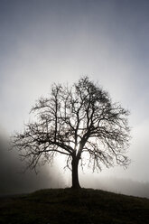 Austria, Mondsee, fruit tree in morning mist - WWF003462