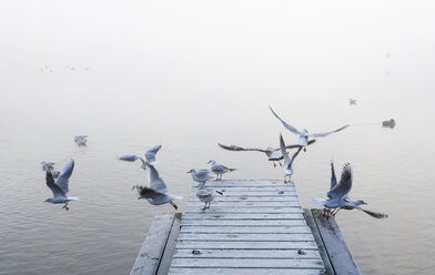 Österreich, Mondsee, Möwen im Morgennebel - WWF003463