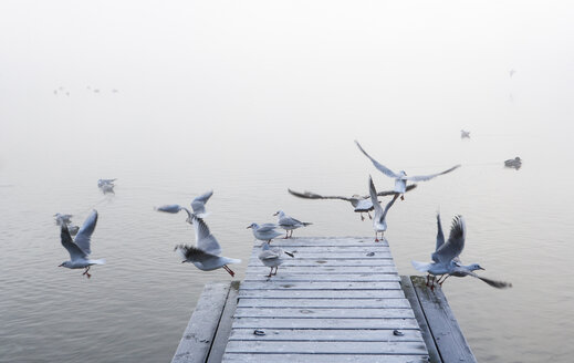 Austria, Mondsee, seagulls in morning mist - WWF003463