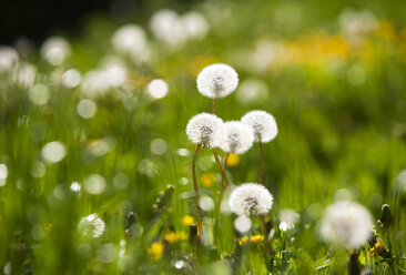 Pusteblumen auf der Wiese - WWF003549