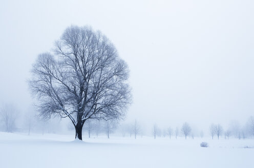 Österreich, Mondsee, schneebedeckte Winterlandschaft - WWF003588