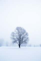 Austria, Mondsee, snow-covered winter landscape - WWF003589