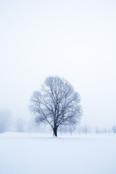 Österreich, Mondsee, schneebedeckte Winterlandschaft - WWF003589