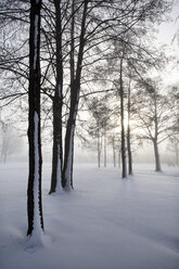 Austria, Mondsee, snow-covered trees at backlight - WWF003591