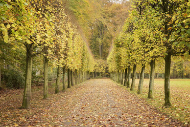 Deutschland, Düsseldorf, herbstliche Allee in einem Park - GUFF000088