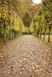 Deutschland, Düsseldorf, herbstliche Allee in einem Park - GUFF000089