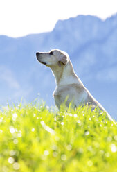 Österreich, Mondsee, Labrador Retriever sitzend auf Almwiese - WWF003827