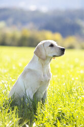 Österreich, Mondsee, Labrador Retriever sitzend auf einer Wiese - WWF003828