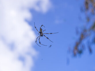 Spinnwebfischer, Nephila inaurata - AMF003668