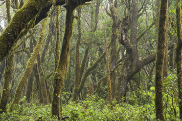 Canary Islands, La Gomera, Garajonay National Park, laurel forest - SIEF006434