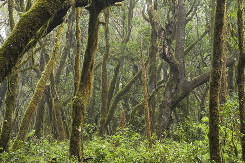 Kanarische Inseln, La Gomera, Nationalpark Garajonay, Lorbeerwald - SIEF006434