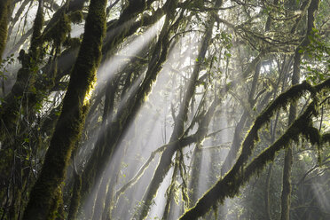 Kanarische Inseln, La Gomera, Nationalpark Garajonay, Lorbeerwald - SIEF006435