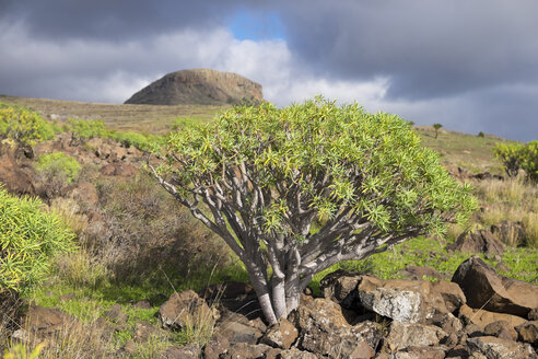 Kanarische Inseln, La Gomera, Alajero, Euphorbia berthelotii mit dem Berg Calvario im Hintergrund - SIEF006443