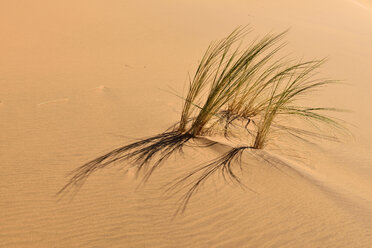 Afrika, Namibia, Namib-Naukluft-Nationalpark, Namib-Wüste, Gras auf einer Sanddüne - ESF001536