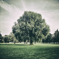 Germany, Hamburg, Big tree with small group of people - KRPF001206