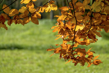 Österreich, Oberösterreich, Linz, Laub eines Baumes im Herbst - EJWF000663