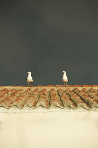 Spanien, Andalusien, Tarifa, zwei Möwen auf dem Dach, lizenzfreies Stockfoto