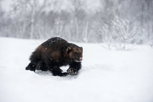 Norway, Bardu, wolverine walking through snow - PAF001230