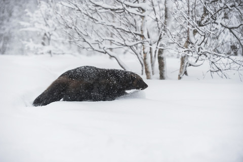 Norwegen, Bardu, Vielfraß, der durch den Schnee läuft, lizenzfreies Stockfoto