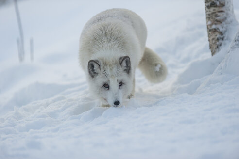 Norway, Bardu, polar fox in winter - PAF001243