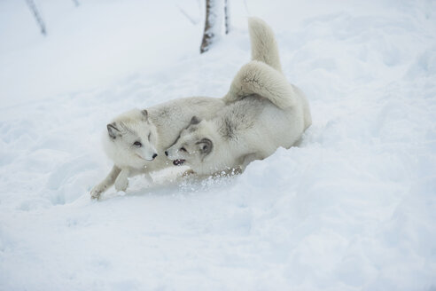 Norway, Bardu, two playing polar foxes in winter - PAF001232